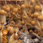 Columbian Rust Shooms