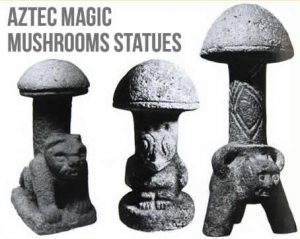 Magical Magic Mushrooms